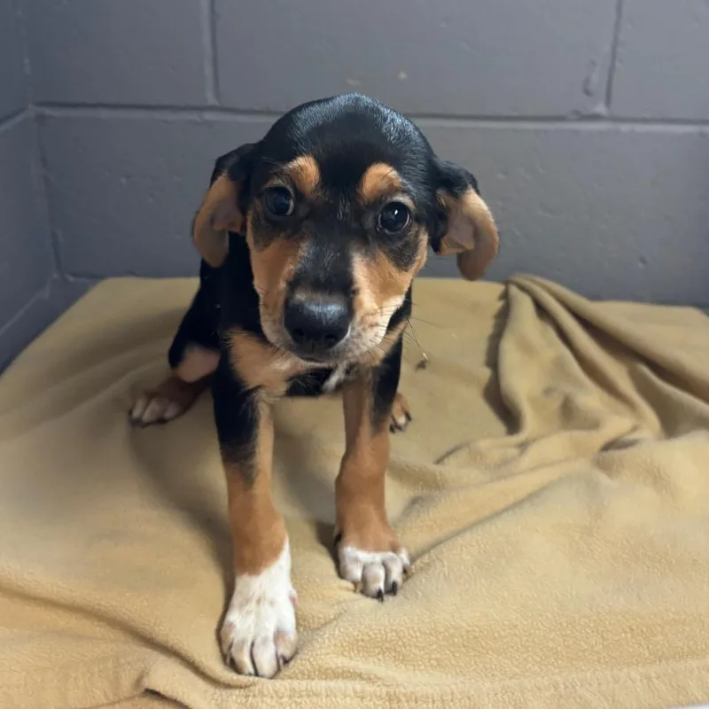 A baby medium-sized female Black American Foxhound dog named Aspen for adoption in Belleville, IL