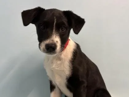 A baby small-sized female Labrador Retriever dog named Apple Sauce for adoption in Golden Valley, MN