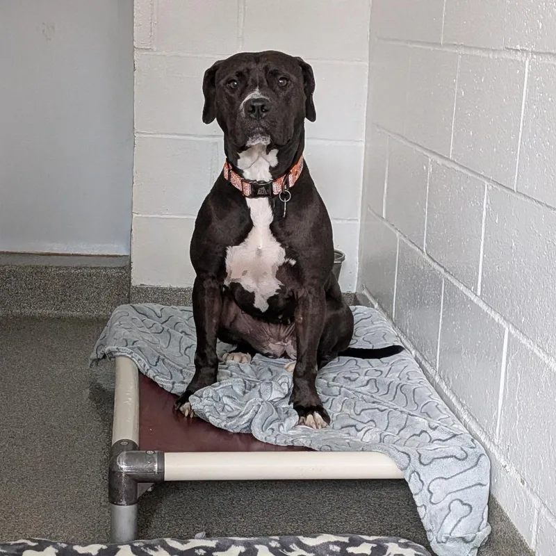 An adult medium-sized female Black Mixed Breed dog named Nicole for adoption in Kennebunk, ME