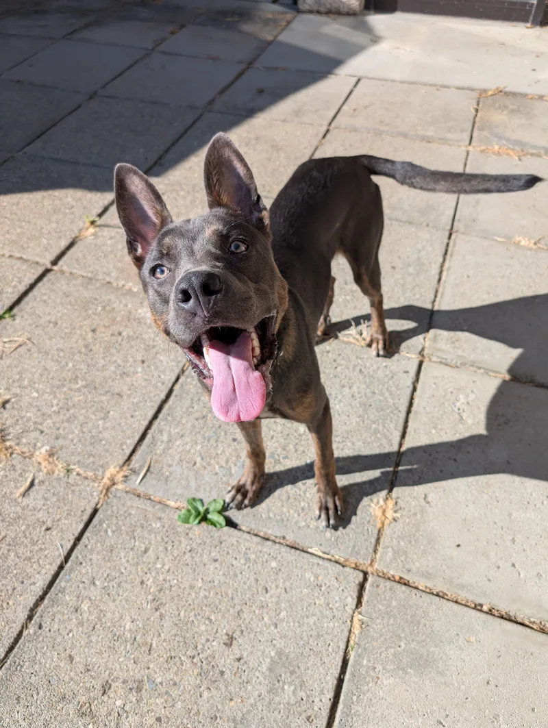 Quilliam thumbnail 3