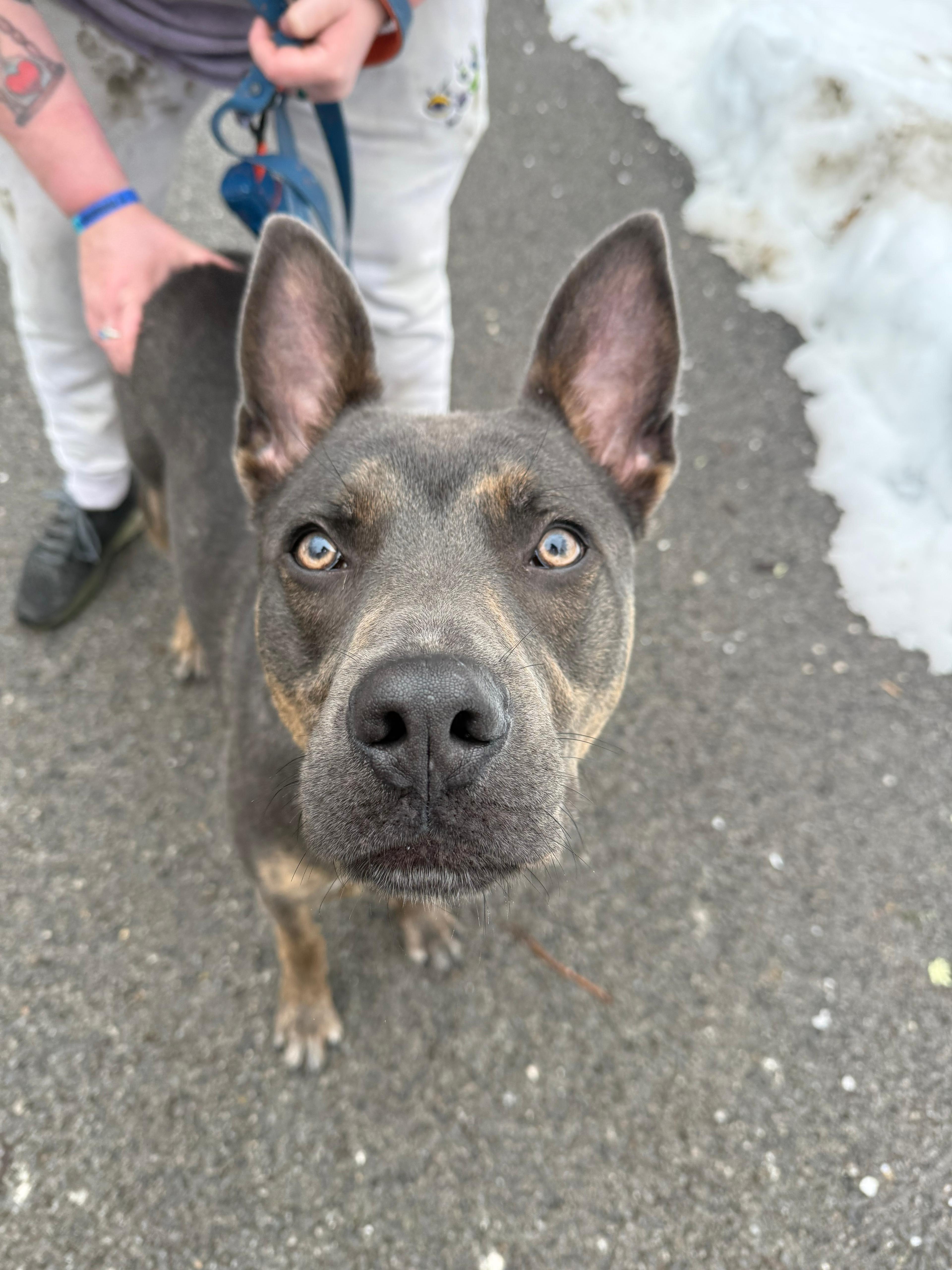 Quilliam thumbnail 4