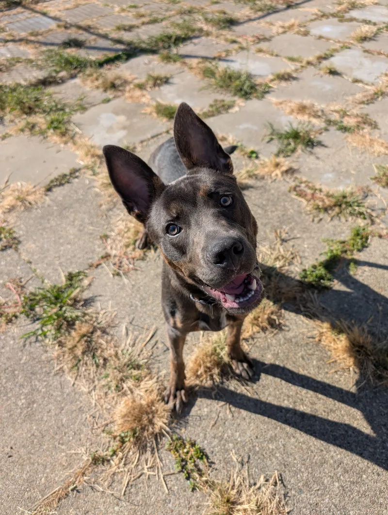 Quilliam thumbnail 5