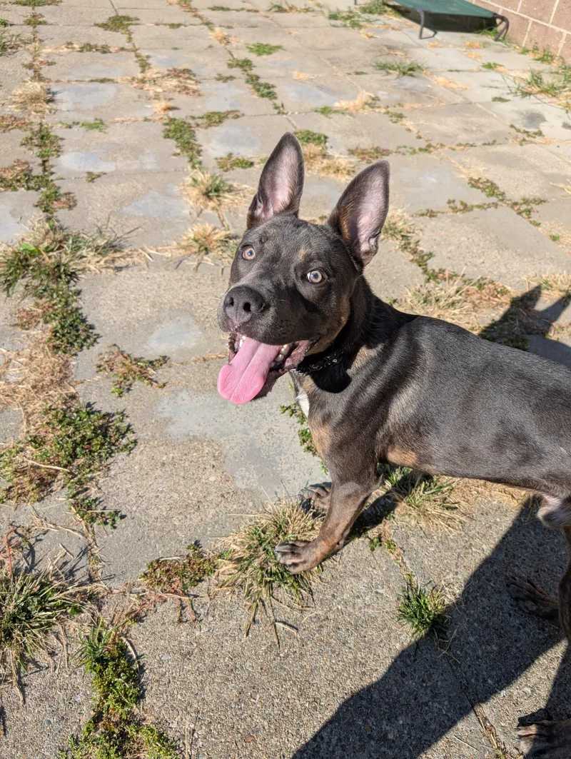 Quilliam thumbnail 6