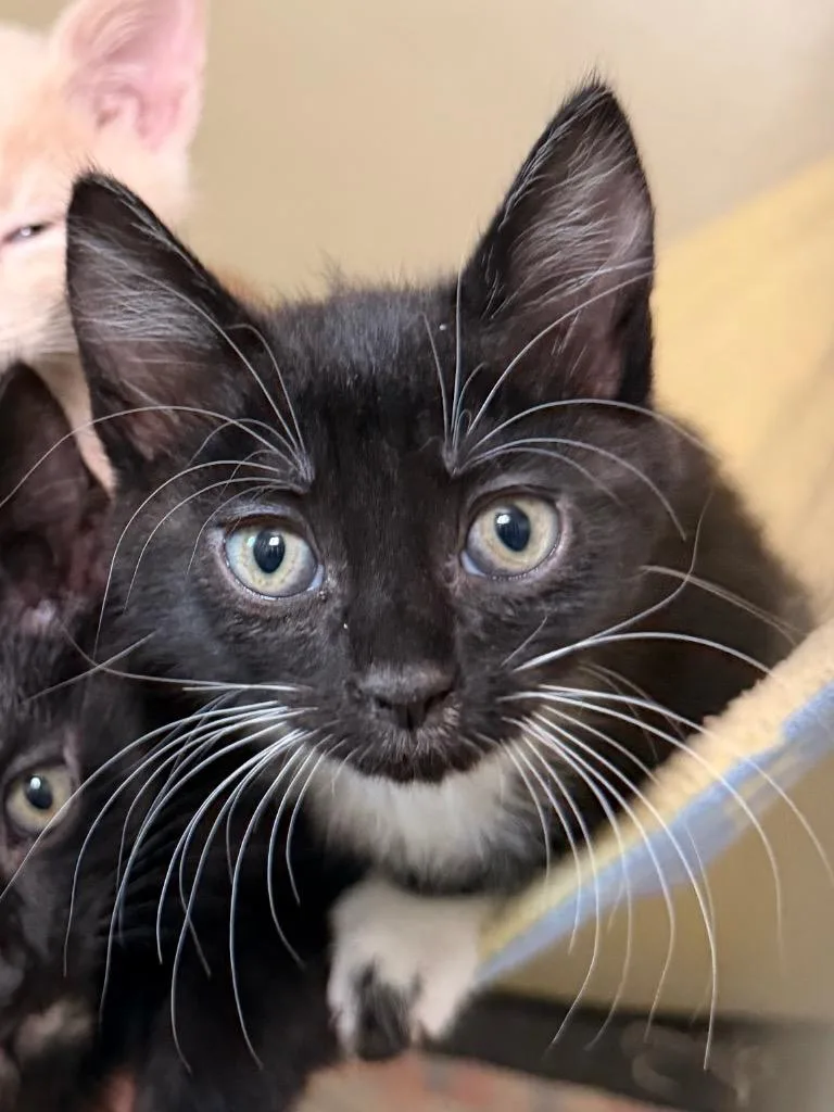 A baby medium-sized female Domestic Short Hair cat named Stapler for adoption in Menomonie, WI