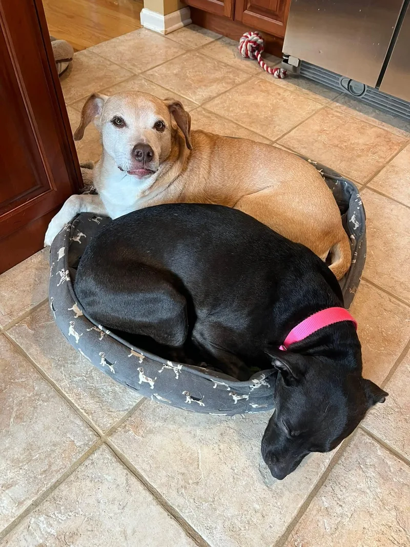 An adult medium-sized female Pit Bull Terrier dog named Paris Bagel Momma for adoption in Rockaway, NJ