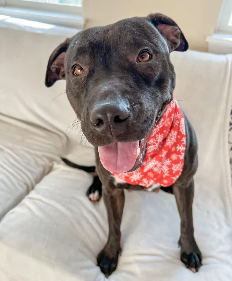 Paris Bagel Momma thumbnail 2