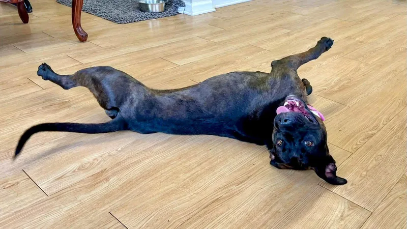 Paris Bagel Momma thumbnail 3