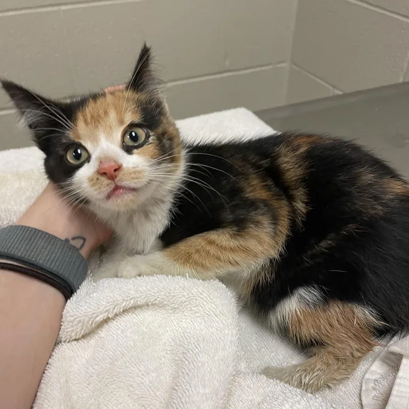 A baby small-sized female Calico Domestic Short Hair cat named Keese for adoption in Bristol, IN