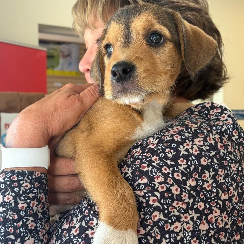 A baby small-sized male Yellow / Tan / Blond / Fawn Mixed Breed dog named Copper for adoption in Morrisville, VT