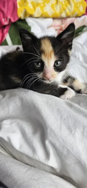 A baby small-sized female Domestic Short Hair cat named Maggie for adoption in Charlotte, NC