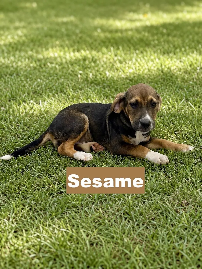 A baby medium-sized female Tricolor (Brown, Black, & White) Beagle dog named Sesame for adoption in Paramus, NJ