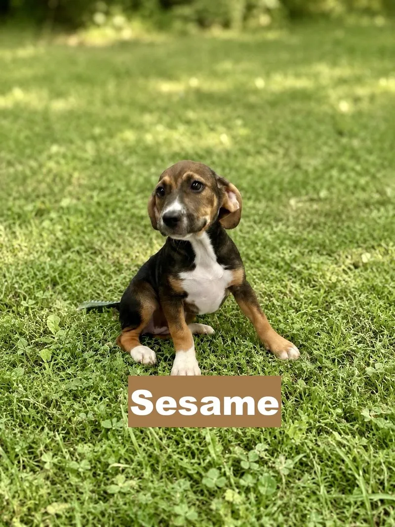 Sesame thumbnail 2