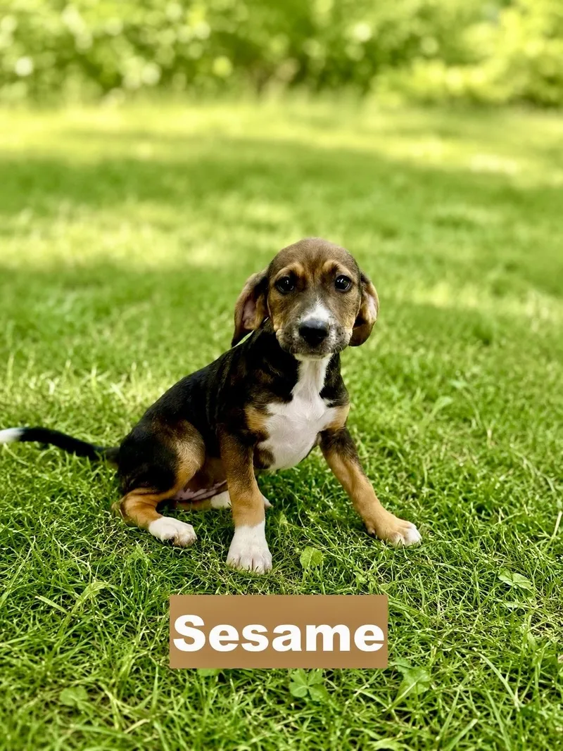 Sesame thumbnail 3