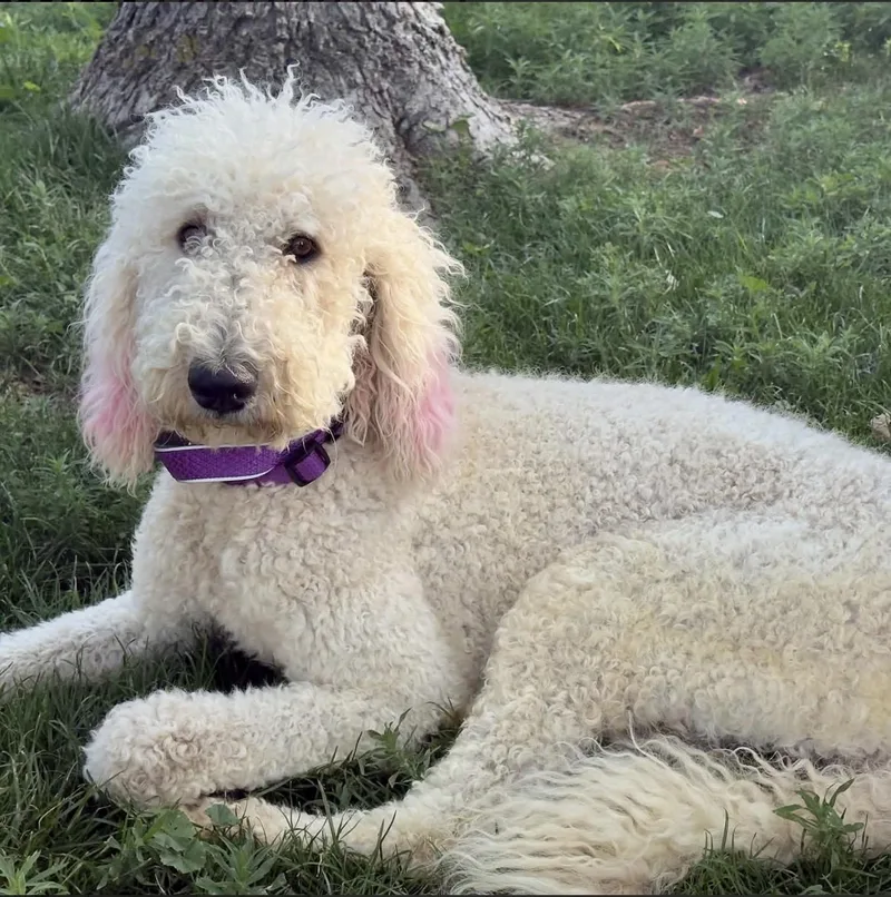 An adult large-sized female White / Cream Poodle dog named Brandi for adoption in Mead, CO