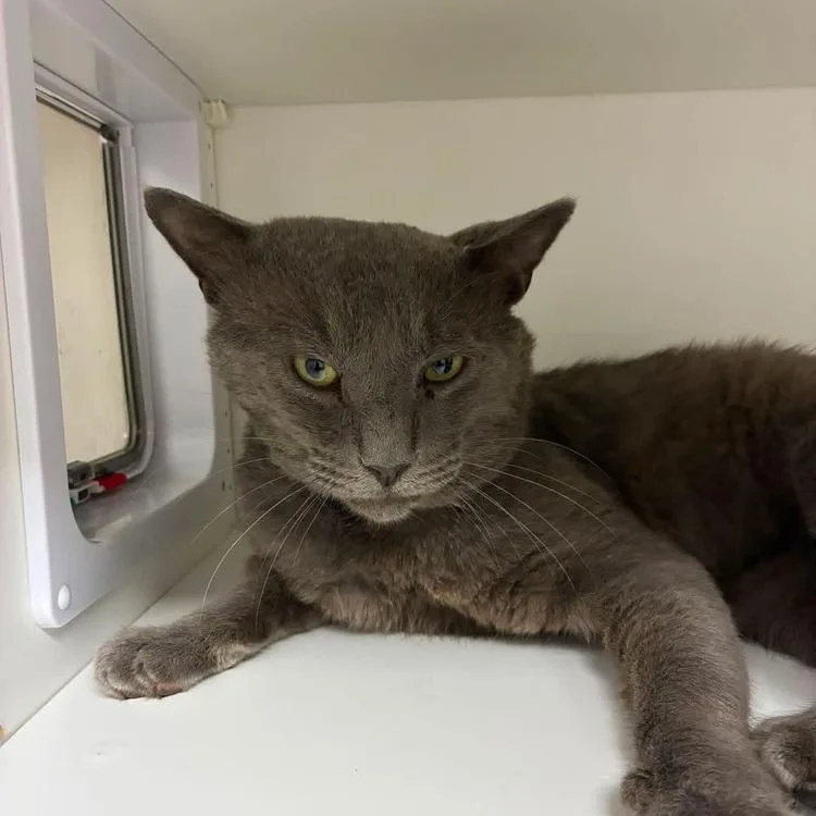 An adult small-sized male Gray / Blue / Silver Russian Blue cat named Bowser for adoption in Long Island City, NY