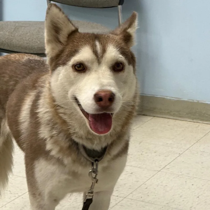 Cinnamon thumbnail 4