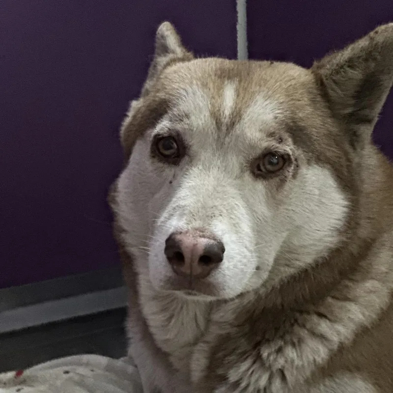 Cinnamon thumbnail 6