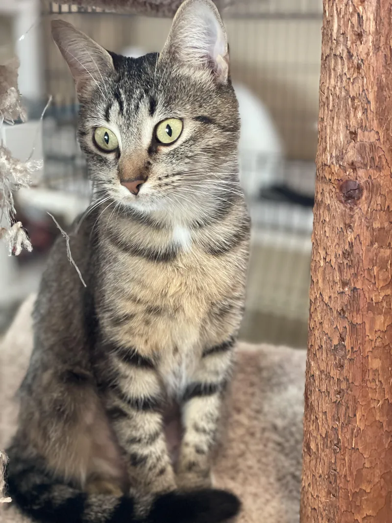 A young medium-sized female Tabby (Brown / Chocolate) Tabby cat named Mini for adoption in Lacon, IL