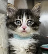 A young small-sized female Domestic Medium Hair cat named Sonnet for adoption in Phoenix, AZ