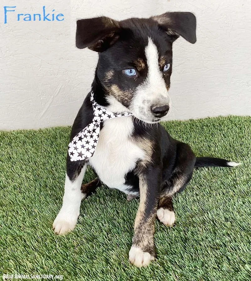 Frankie thumbnail 3