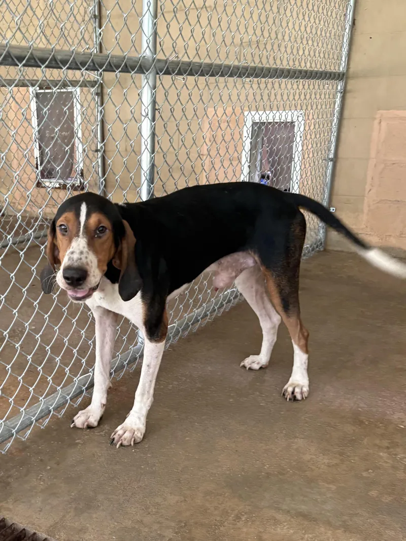 An adult large-sized male Bicolor Black and Tan Coonhound dog named Brag for adoption in Monticello, GA