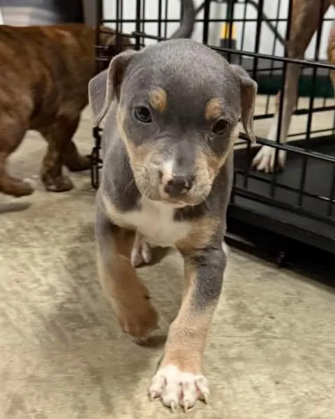 A baby medium-sized female Gray / Blue / Silver Mixed Breed dog named Talia for adoption in Aberdeen, NC
