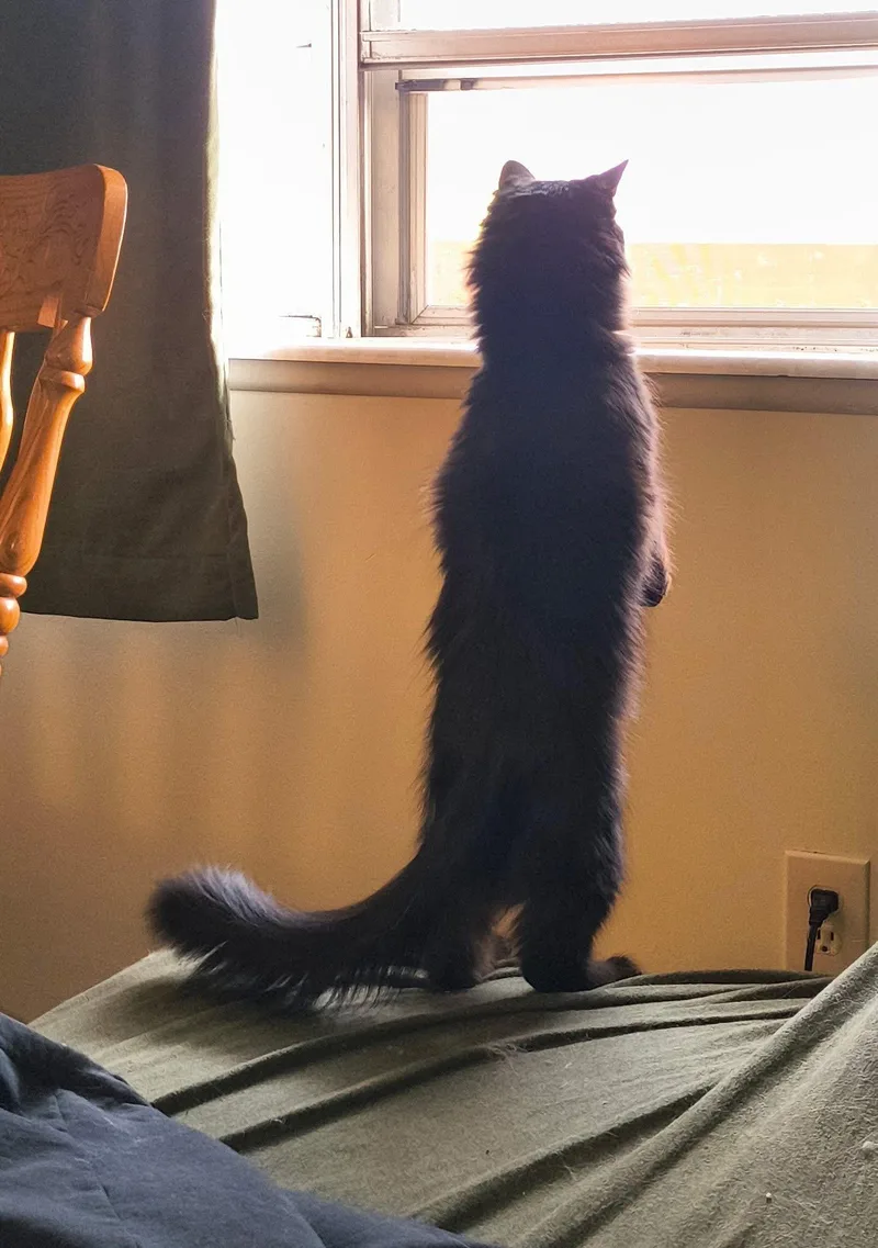 A young medium-sized female Black Domestic Medium Hair cat named Susuwatari for adoption in Manhattan, KS