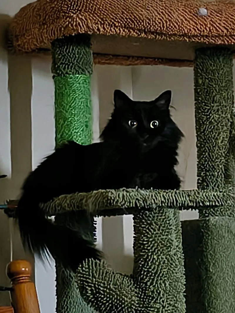 Susuwatari thumbnail 2