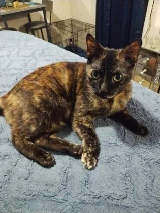 An adult medium-sized female Domestic Short Hair cat named Tay for adoption in Savannah, GA