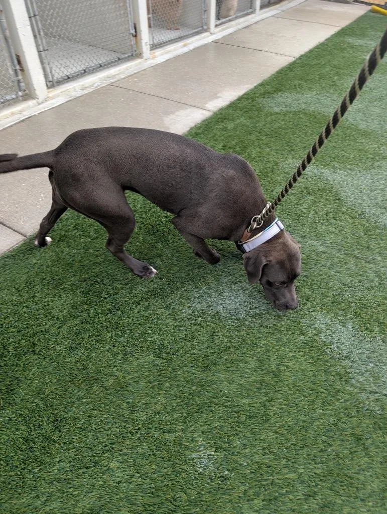 A young large-sized female Labrador Retriever dog named Elsa for adoption in Fort Myers, FL