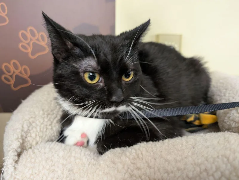 A baby medium-sized female Black & White / Tuxedo Domestic Short Hair cat named Biscuit for adoption in Lake Orion, MI