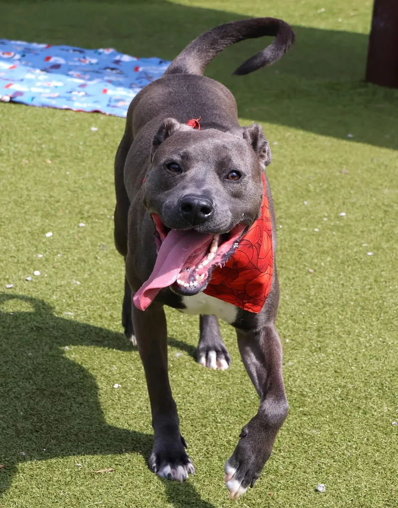 Knightly thumbnail 2