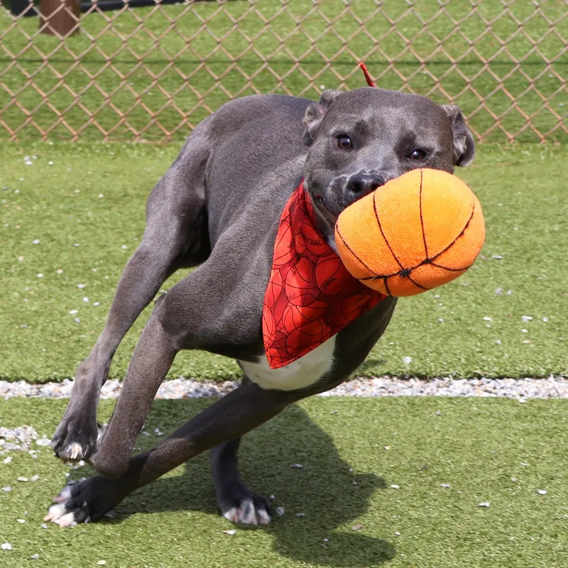 Knightly thumbnail 3