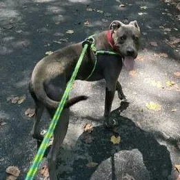 Knightly thumbnail 4