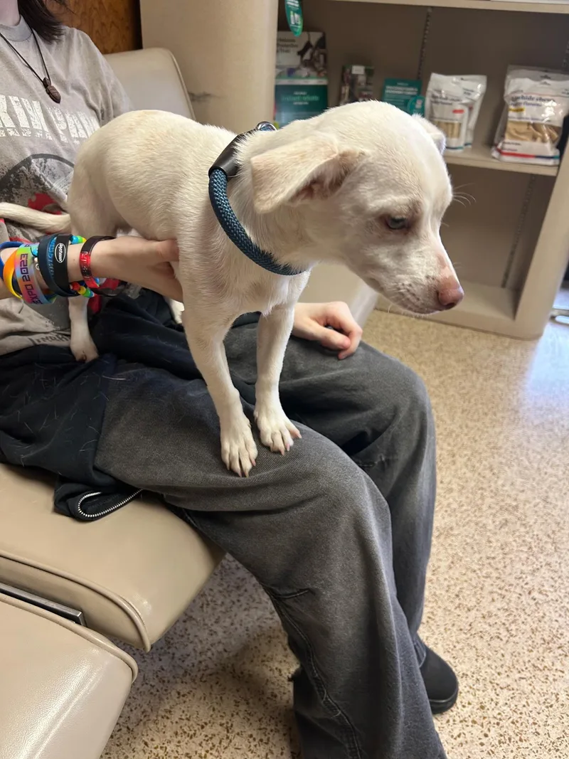 A young small-sized male White / Cream Chiweenie dog named Lucky for adoption in Yukon, OK