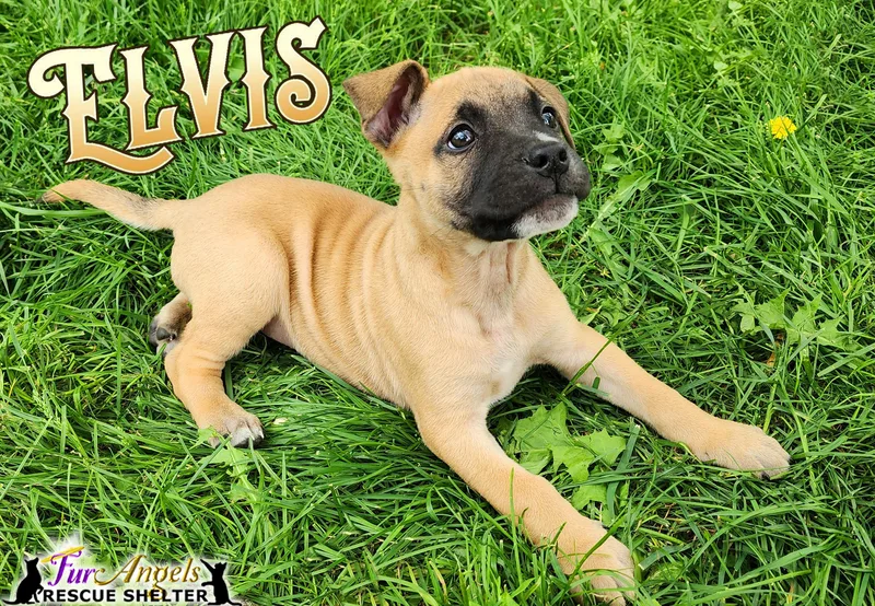Elvis