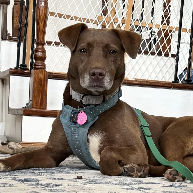 An adult medium-sized female Brown / Chocolate Labrador Retriever dog named Arizona for adoption in Columbia, SC