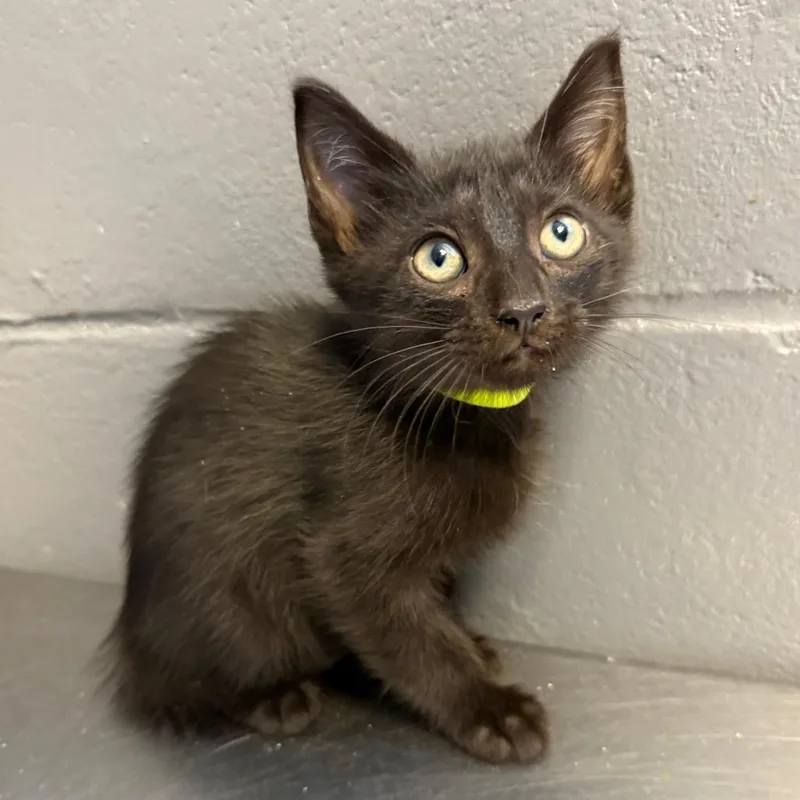A baby small-sized male Black Domestic Short Hair cat named Prince Charming for adoption in Tuscaloosa, AL