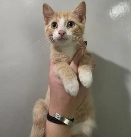 A baby medium-sized male Domestic Short Hair cat named Sunkist for adoption in Aberdeen, SD