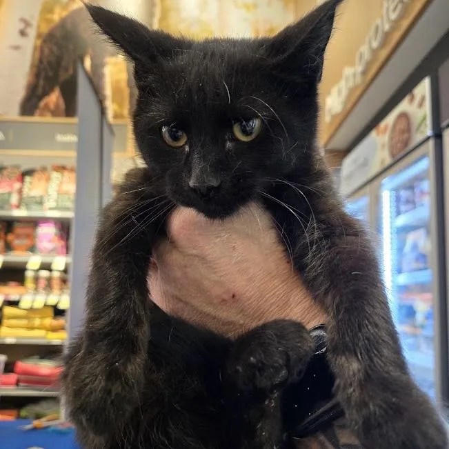 A baby small-sized male Black Domestic Short Hair cat named Duey for adoption in Sioux Falls, SD
