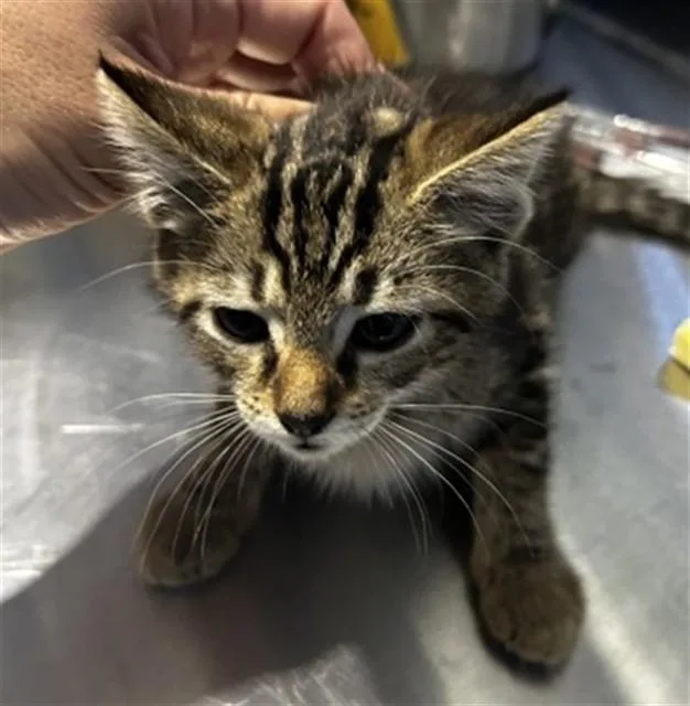 A baby small-sized female Domestic Short Hair cat named Lainey for adoption in San Bernardino, CA