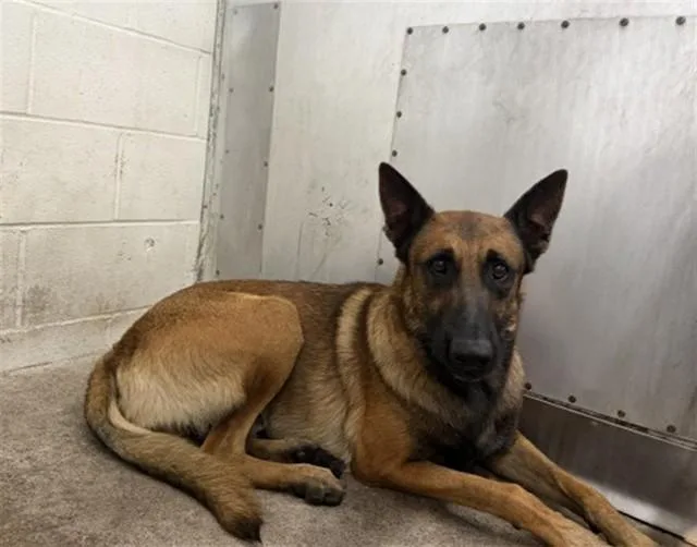 A young large-sized male Belgian Shepherd / Malinois dog named Felix for adoption in San Bernardino, CA