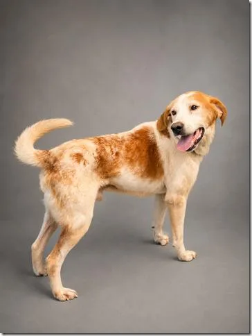A young medium-sized male American Foxhound dog named George Gentle Joyful Uber for adoption in Charlottesville, VA