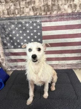 An adult small-sized male Terrier dog named Tonga for adoption in Houston, TX