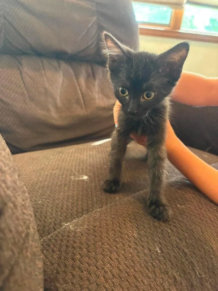 A baby small-sized female Black Domestic Short Hair cat named Dumpling Go. for adoption in Peoria, IL