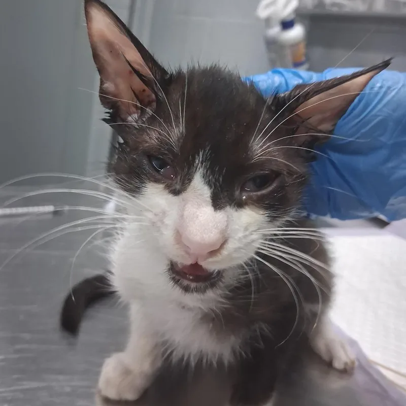 A baby small-sized male Black Domestic Short Hair cat named Nickel for adoption in Summerville, SC