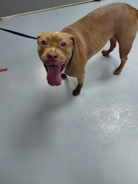 An adult medium-sized female Pit Bull Terrier dog named Bella for adoption in Saint Cloud, FL
