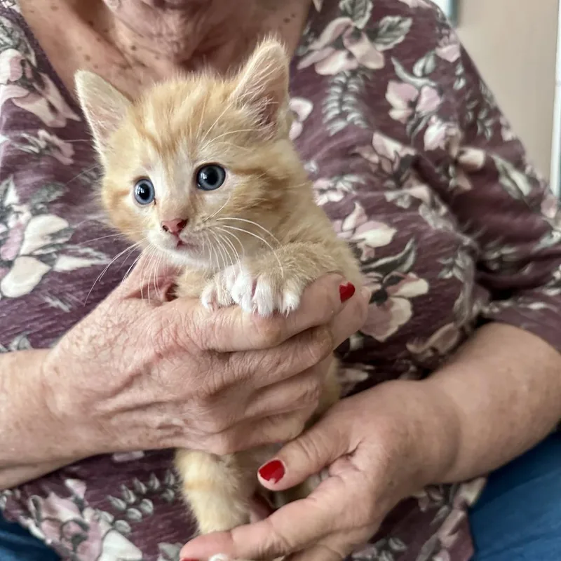 A baby small-sized male Orange / Red Domestic Short Hair cat named Lewis for adoption in Wichita, KS