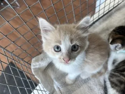 A young small-sized male Domestic Short Hair cat named Gorp for adoption in Baton Rouge, LA