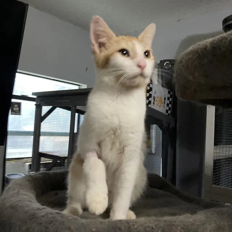 A baby small-sized male Orange / Red Domestic Short Hair cat named Bubbs Jo for adoption in Tallahassee, FL